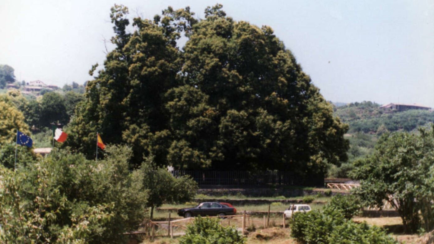 Albero Dellanno Il Castagno Millenario Di Santalfio è In Finale